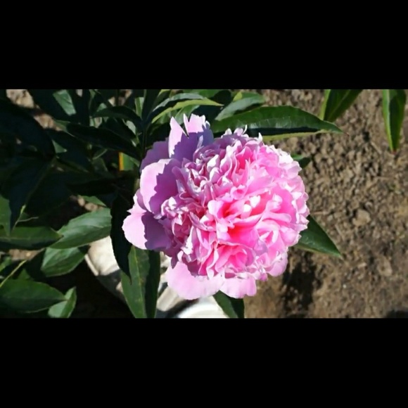 Meet your Posher, Vickie - Picture 1 of 1